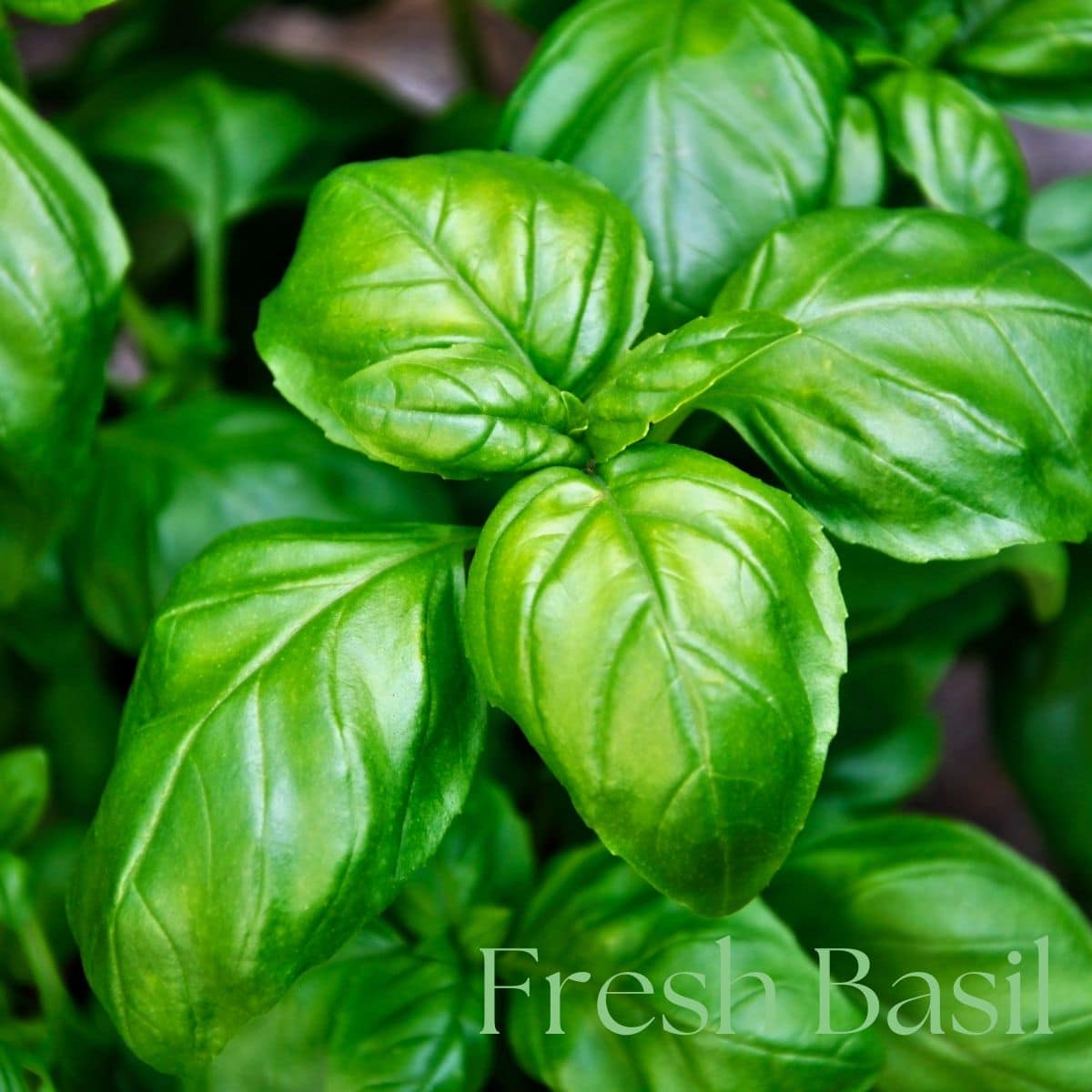 Fresh Basil Plant