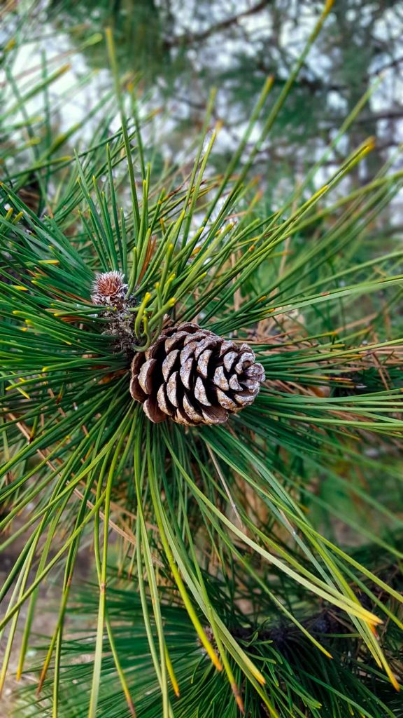 Pine Needles and Pine Cones