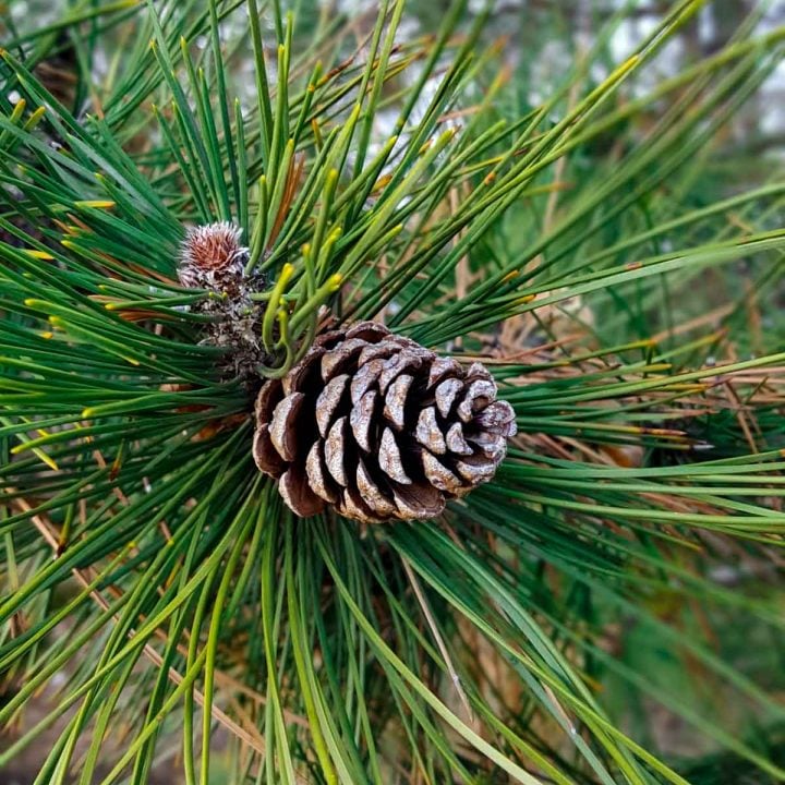 Pine Needles and Pine Cones