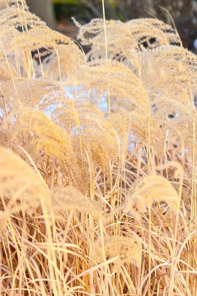 A close up of a dry grass field