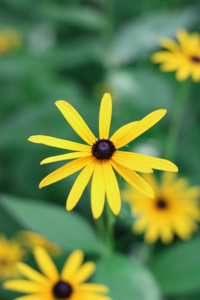 Yellow flower with a black center, Black Eyed Susan