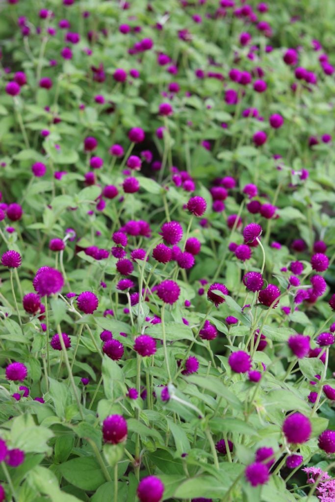 bright purple flowers