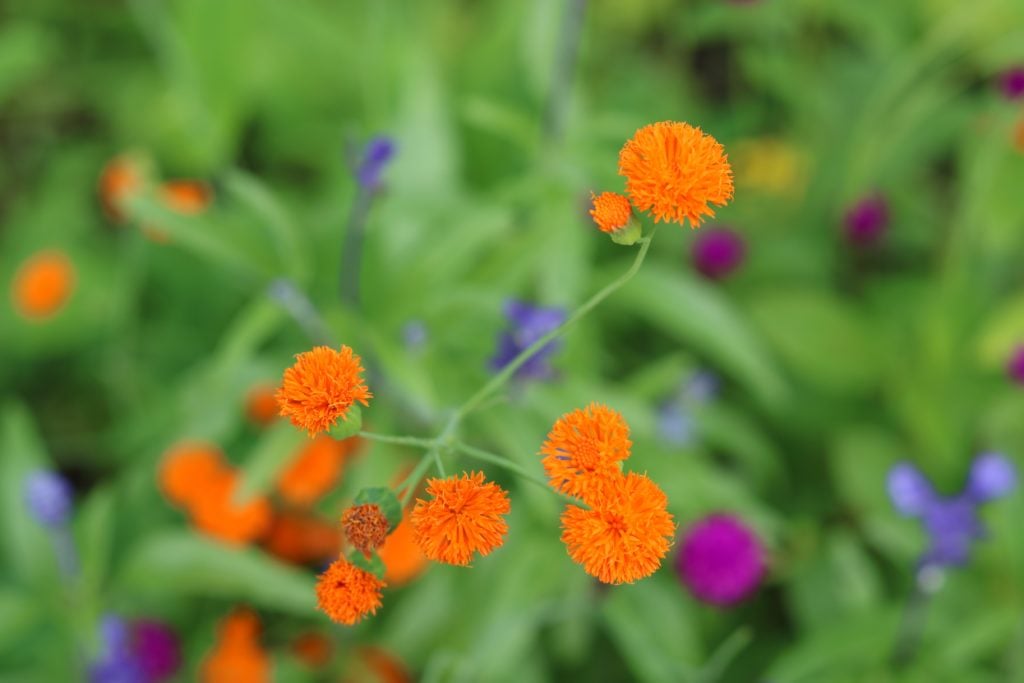 Small Orange Flowers