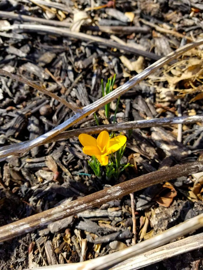 Crocus in bloom, a sign of spring