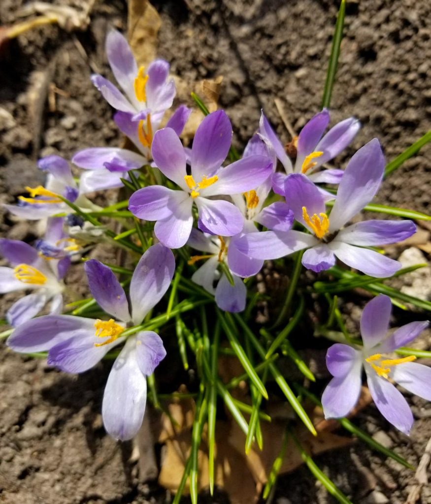 Spring Flower 