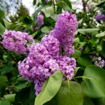 a close up of fresh lilac bush