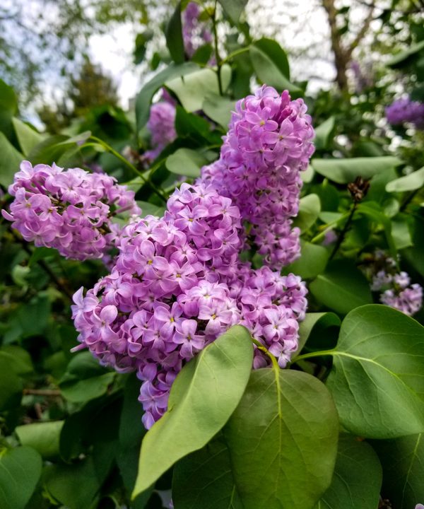 a close up of fresh lilac bush