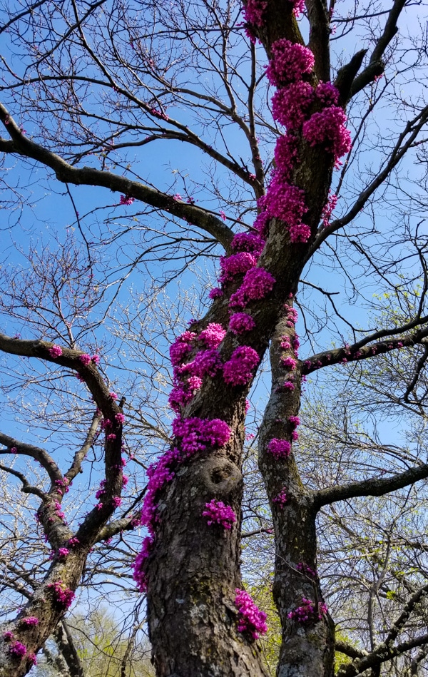 A tree with pink flowers