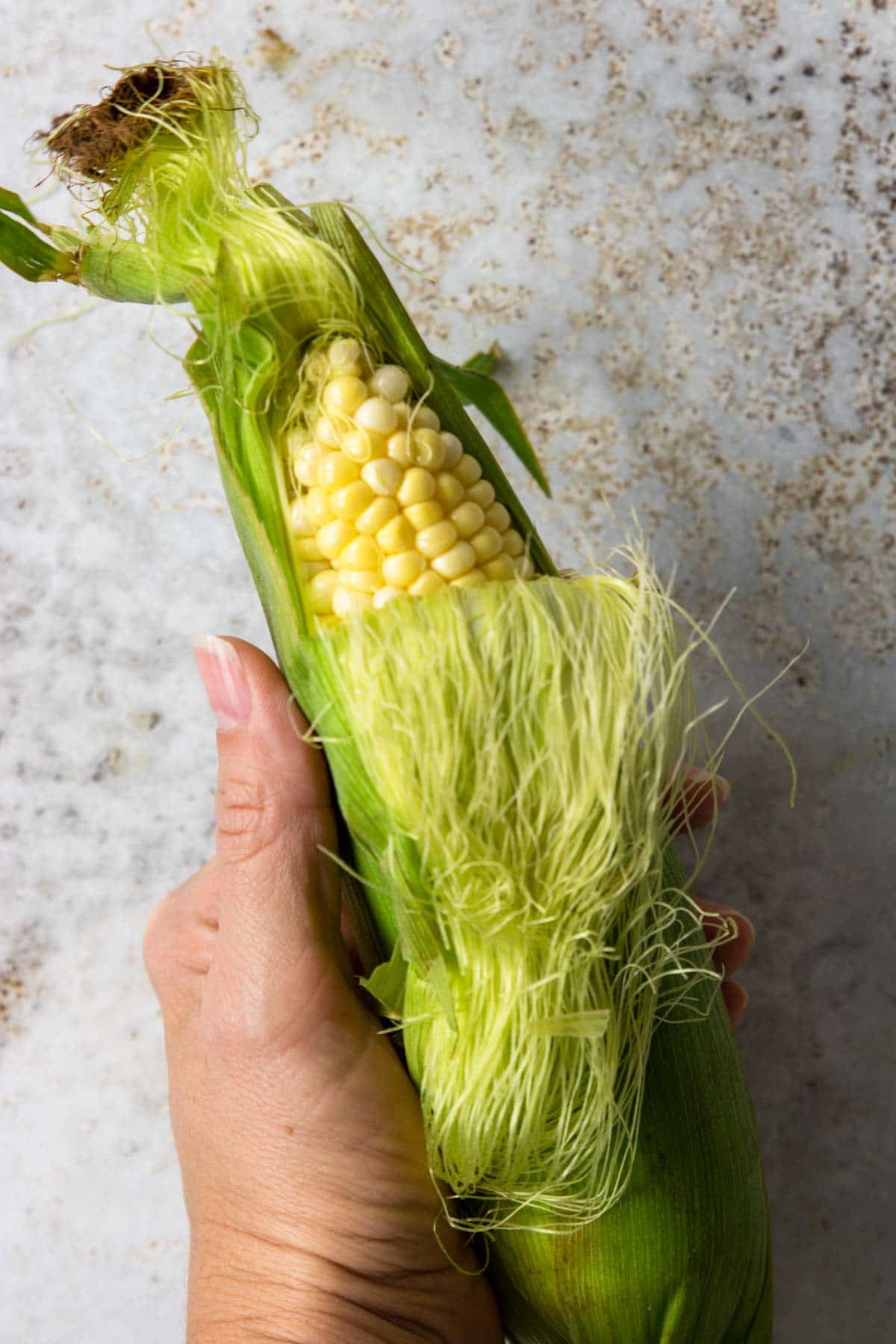 Fresh ear of corn with the husk and silk pulled back