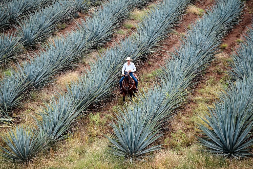 a field of agave plants with a man riding a horse through