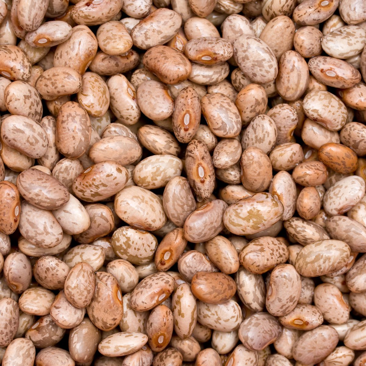 a pile of dry pinto beans